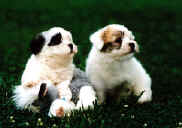 2sadPups.jpg (176622 bytes)