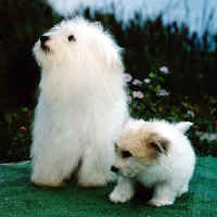 FabioPup.JPG (296273 bytes)