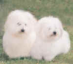 Fabio&female copy.jpg (80873 bytes)