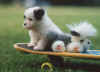 skateboardpup.jpg (1622133 bytes)
