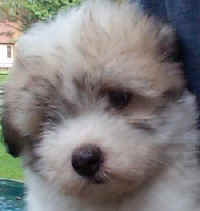 tripup2.jpg (26284 bytes)