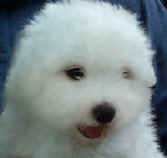 whitemale2.jpg (18979 bytes)