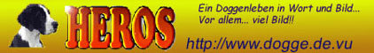 Unsere Dogge HEROS,                 Licht des Nordens