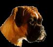 boxer1.gif