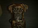 boxer2000f.jpg