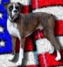 americanboxer.jpg