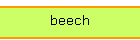 beech