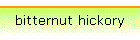 bitternut hickory
