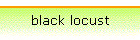black locust