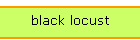 black locust