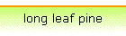 long leaf pine