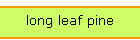 long leaf pine