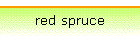 red spruce