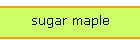 sugar maple