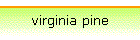 virginia pine