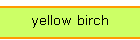 yellow birch