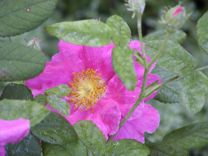 Apothecary Rose zoom