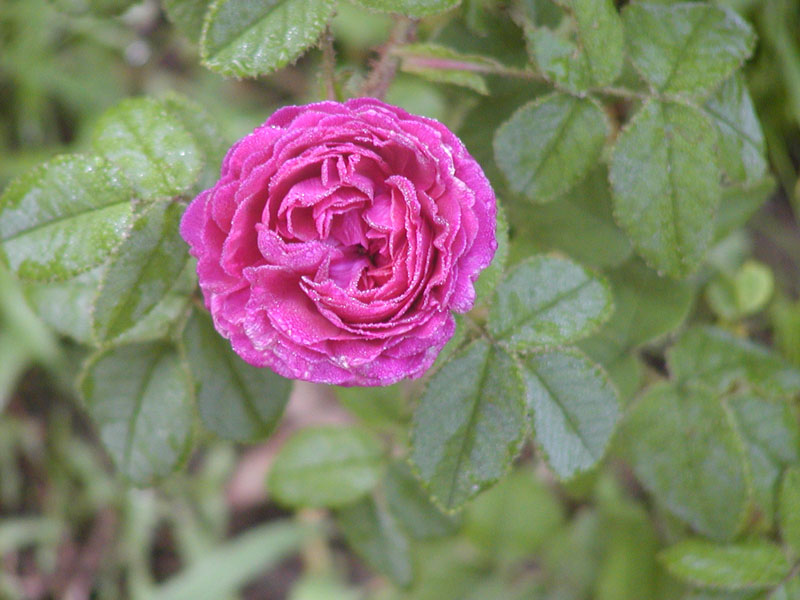 Capitain John Ingram