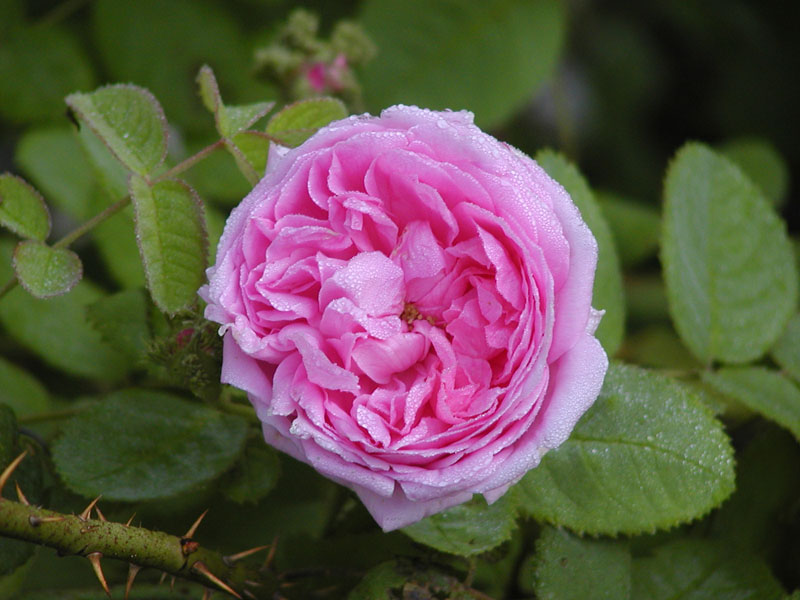 Chapeau de Napoleon zoom