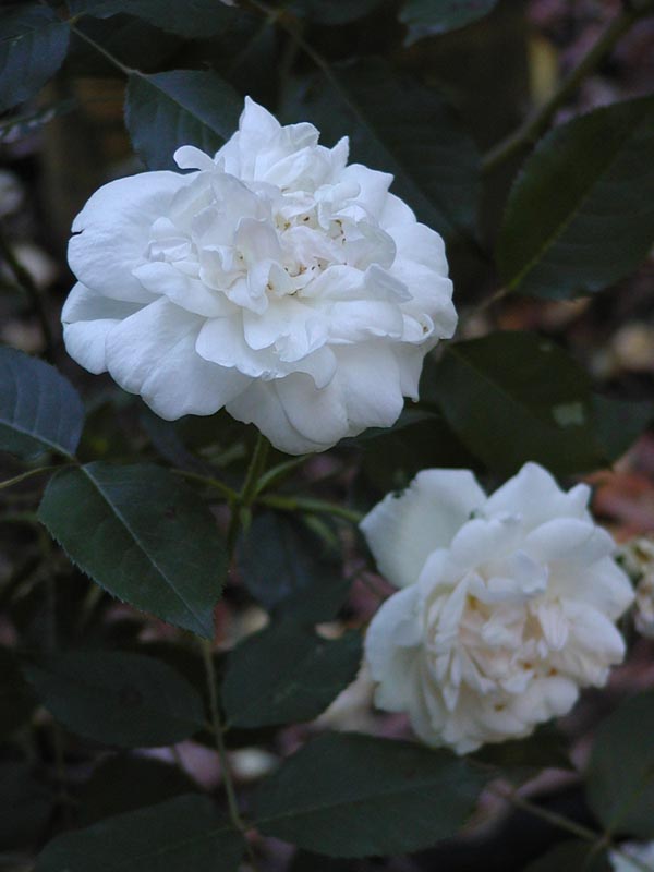 Mme. Alfred Carriere