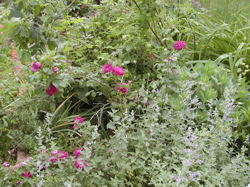 Cardinal de Richeleiu with catmint