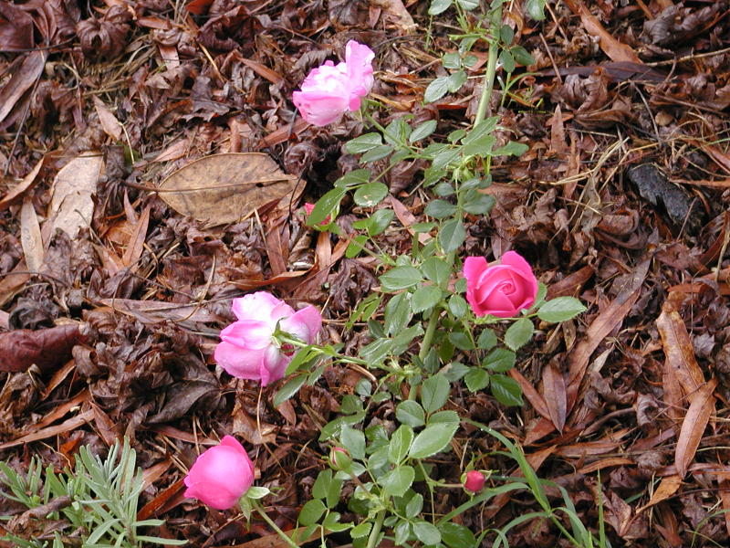 Cl. American Beauty closeup