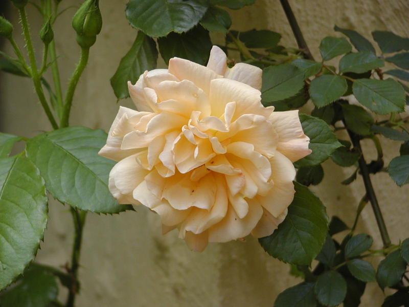 Cl. Autumn Sunset closeup May 2002