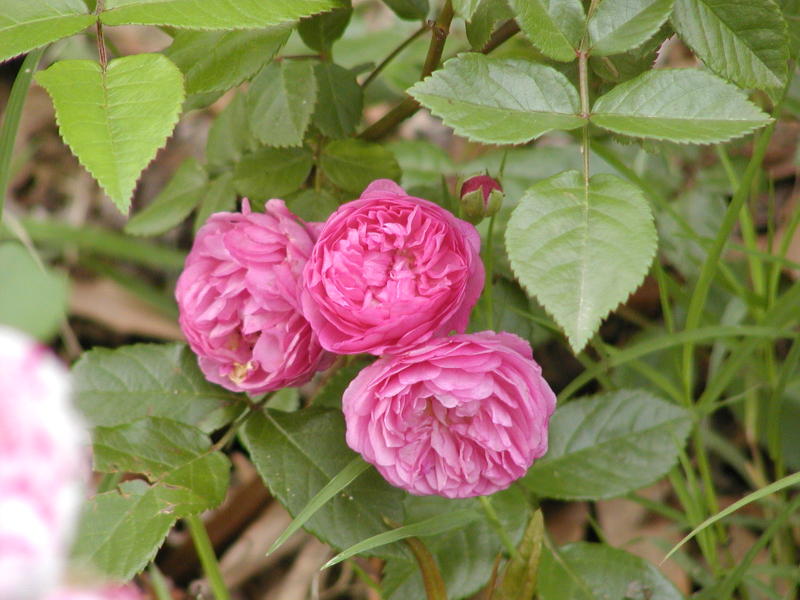 Excellenz von Schubert