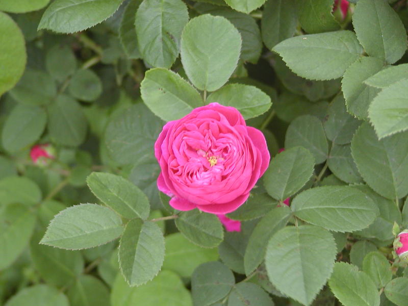 Gertrude Jekyll