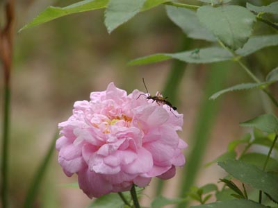Ispahan with visitor