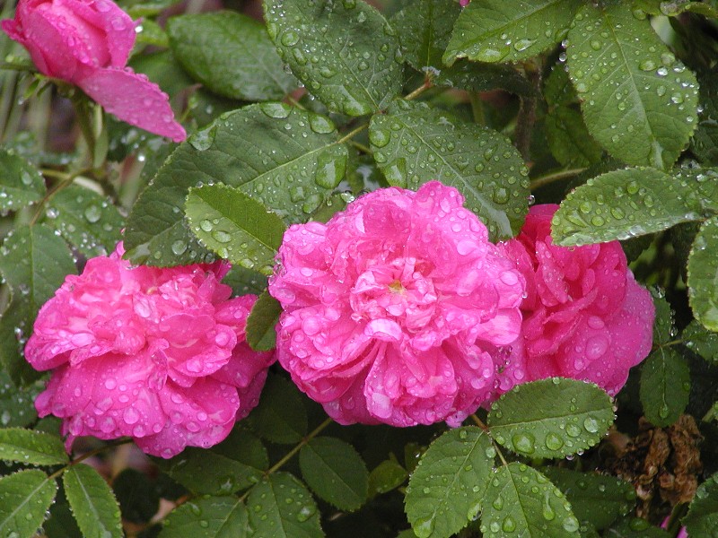 Pickering Autumn Damask