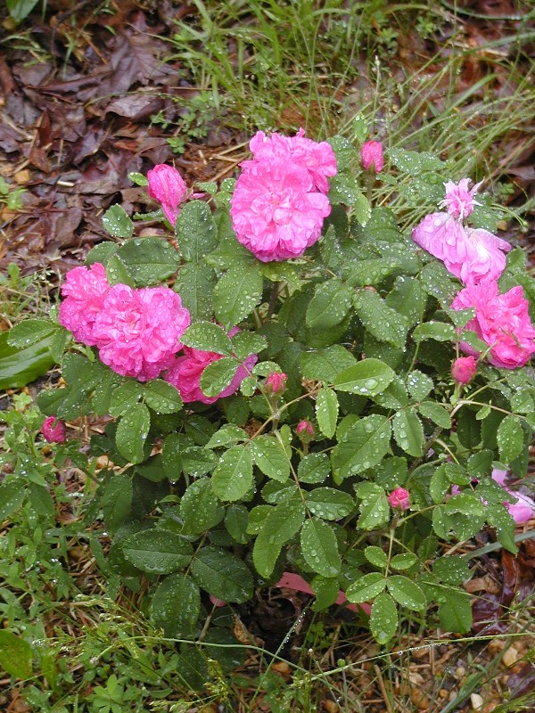 Pickering Autumn Damask