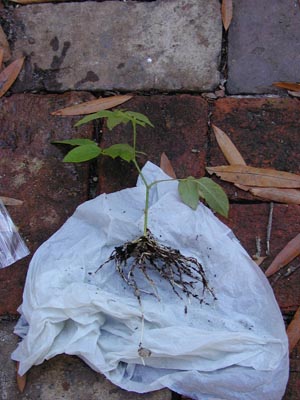 Mme Joseph Schwartz about 8 weeks after rooting under the mister