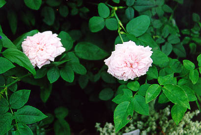 Souvenir de la Malmaison