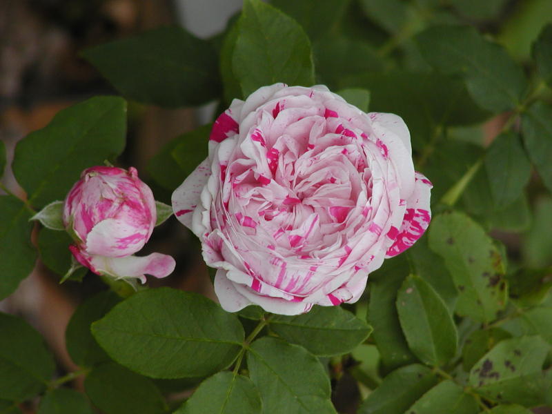 Variegata de Bologna