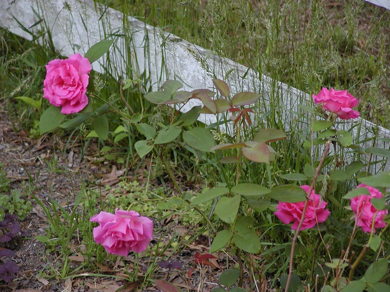 Zephrine Drouhin bush