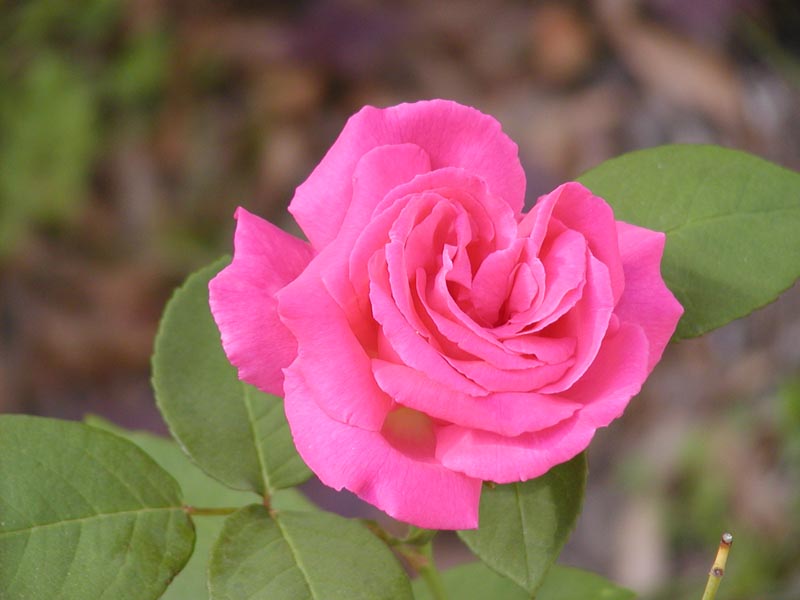 Zephrine Drouhin closeup