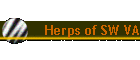 Herps of SW VA