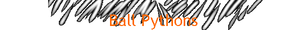 Ball Pythons