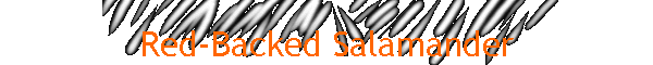 Red-Backed Salamander