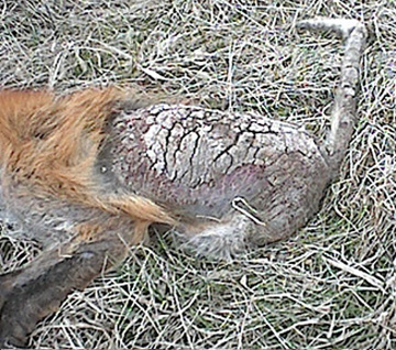 4mange.jpg (94725 bytes)