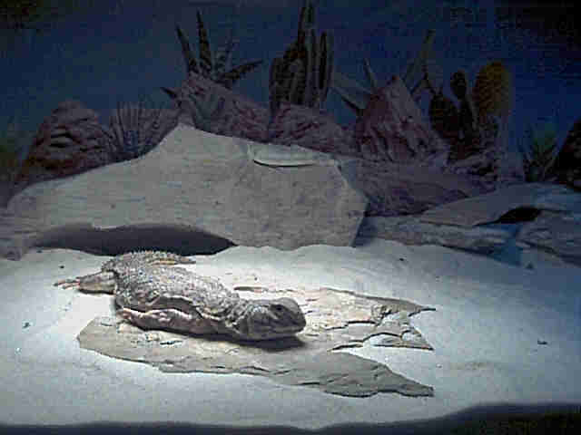 Leave me alone, its too early to get up in the morning, and I'm cold.   Go Away!!!