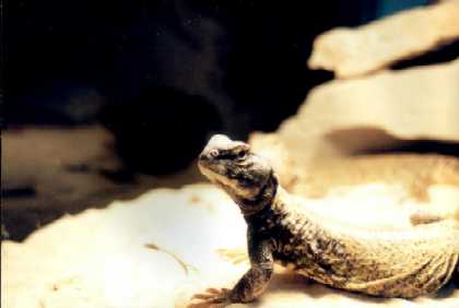 Fred_1.JPG (10234 bytes)