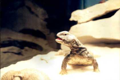 Fred_2.JPG (9919 bytes)