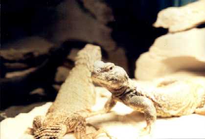 Fred_3.JPG (11219 bytes)