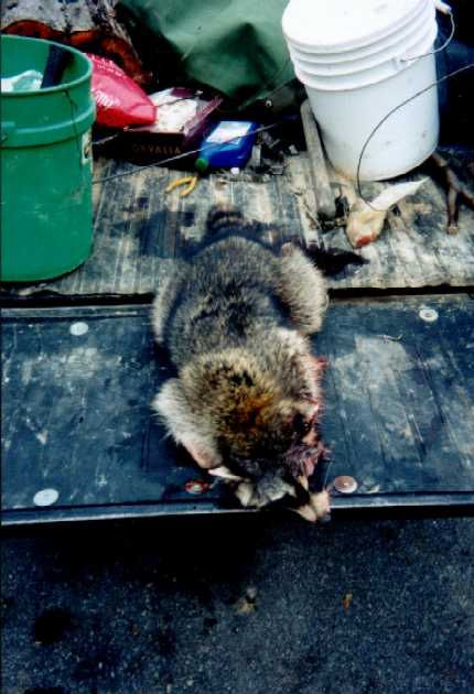 Monster_coon.JPG (36366 bytes)