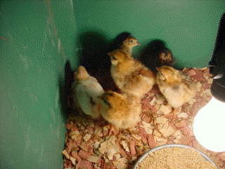 3 day old chicks meet older cousins the Pharaoh quail.