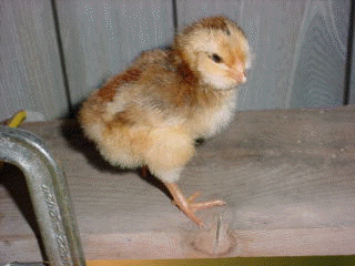 3 day old chick! From our big red hen through incubator hatched.