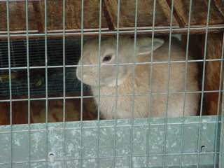 Bubbles Bun Bun the Rabbit