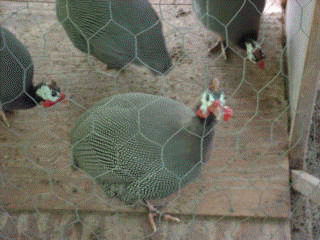 A chicken hatched and raised these Guineas. She never knew the difference.